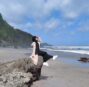 Pantai Pecaron : Lokasi, Spot Foto dan Harga Tiket Masuk